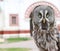 Portrait of wise owl on a blurred.