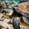 A portrait of a wise and weathered sea turtle swimming in the ocean2