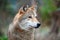 Portrait wolf in autumn forest