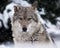 Portrait of a wolf female wolf close-up of the head of the beast with a severe look of stern eyes