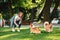 Portrait of woman with dogs Welsh Corgi Pembroke in dog park