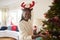 Portrait Of Woman Wearing Antlers Hanging Decorations On Christmas Tree At Home