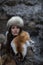 Portrait of a woman wearing fur hat and fox fur pelt on her shoulders.Shot in forest surroundings.