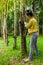 Portrait women tapping latex from a rubber tree