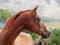 Portrait of wonderful sorrel  arabian stallion against mountain