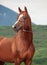 Portrait of wonderful sorrel  arabian stallion against mountain