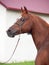 Portrait of wonderful sorrel  arabian stallion against stable