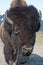 Portrait of Wood Bison