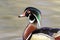 Portrait of a Wood Duck Drake