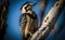 Portrait of woodpecker searching for food on the stem of a tree, with a blurred blue sky, generative AI