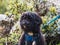 Portrait of a woolly black dog in the park