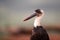 Portrait of a Wooly necked stork in Zimanga Game Reserve