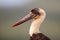 Portrait of a Wooly necked stork in Zimanga Game Reserve