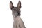 Portrait of xoloitzcuintle dog