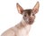 Portrait of xoloitzcuintle dog, white background