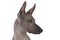 Portrait of xoloitzcuintle male dog