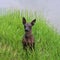 Portrait of Xoloitzcuintli. Mexican Naked Dog close-up