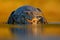 Portrait of Yacare Caiman, crocodile in the water with evening sun, Pantanal, Brazil