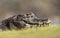 Portrait of a Yacare caiman with flies