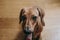 Portrait of a yawning brown smooth hair dachshund.