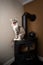 portrait of a yawning maine coon cat sitting on fireplace oven