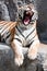 Portrait of yawning siberian tiger
