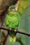 Portrait of yellow-billed amazon, Amazona collaria, also called Jamaican amazon. Green parrot perched on branch in tropical forest