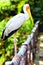 Portrait of Yellow-billed Stork