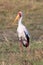 Portrait of a yellow-billed stork