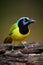 Portrait of yellow bird with blue head Green Jay, Cyanocorax yncas, wild nature, Belize