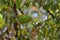 portrait of Yellow-chevroned parakeet (brotogeris chiriri), feeding on a kurrajong tree