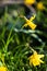 A portrait of a yellow daffodil springtime flower in a grass lawn of a garden standing in direct sunlight during the beginning of