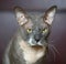 Portrait of a yellow-eyed white-gray cat of the Peterbold breed