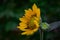 the portrait of yellow flower,it is also a wallpaper, the sunflower portrait along with its bud and beautiful colors