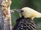 Portrait of yellow-headed woodpecker pecking rotten trunk