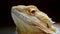 Portrait of a yellow iguana. Yellow-orange agama lizard close-up. Slow shot of the moving eye of a chameleon.