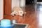 Portrait of yellow labrador dog laying, resting and posing for photo shoot on wooden floor enjoys on warm sunlight.