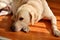 Portrait of yellow labrador dog laying, resting and posing for photo shoot on wooden floor enjoys on warm sunlight.
