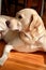 Portrait of yellow labrador dog laying, resting and posing for photo shoot on wooden floor enjoys on warm sunlight.