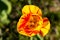 Portrait of yellow-red tulip flower in the spring time garden