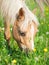 Portrait of yellow welsh pony grazing at pasture