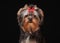 Portrait yorkie puppy on black background