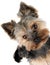 Portrait of Yorkshire Terrier