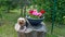 portrait of a yorkshire terrier on the big stump with flowers in home garden