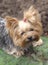 Portrait of a yorkshire terrier dog