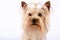 Portrait Yorkshire Terrier Dog attentive