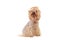 Portrait Yorkshire Terrier Dog on White