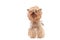 Portrait Yorkshire Terrier Dog on White