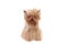 Portrait Yorkshire Terrier Dog on White