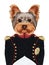 Portrait of Yorkshire Terrier in military uniform.